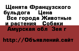 Щенята Французского бульдога. › Цена ­ 45 000 - Все города Животные и растения » Собаки   . Амурская обл.,Зея г.